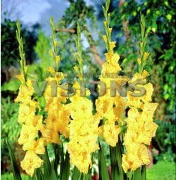 Heirloom Yellow Gladiolus Hybridus Flower Seeds – Non-GMO Perennial Blooms for Planting for planting in your garden.