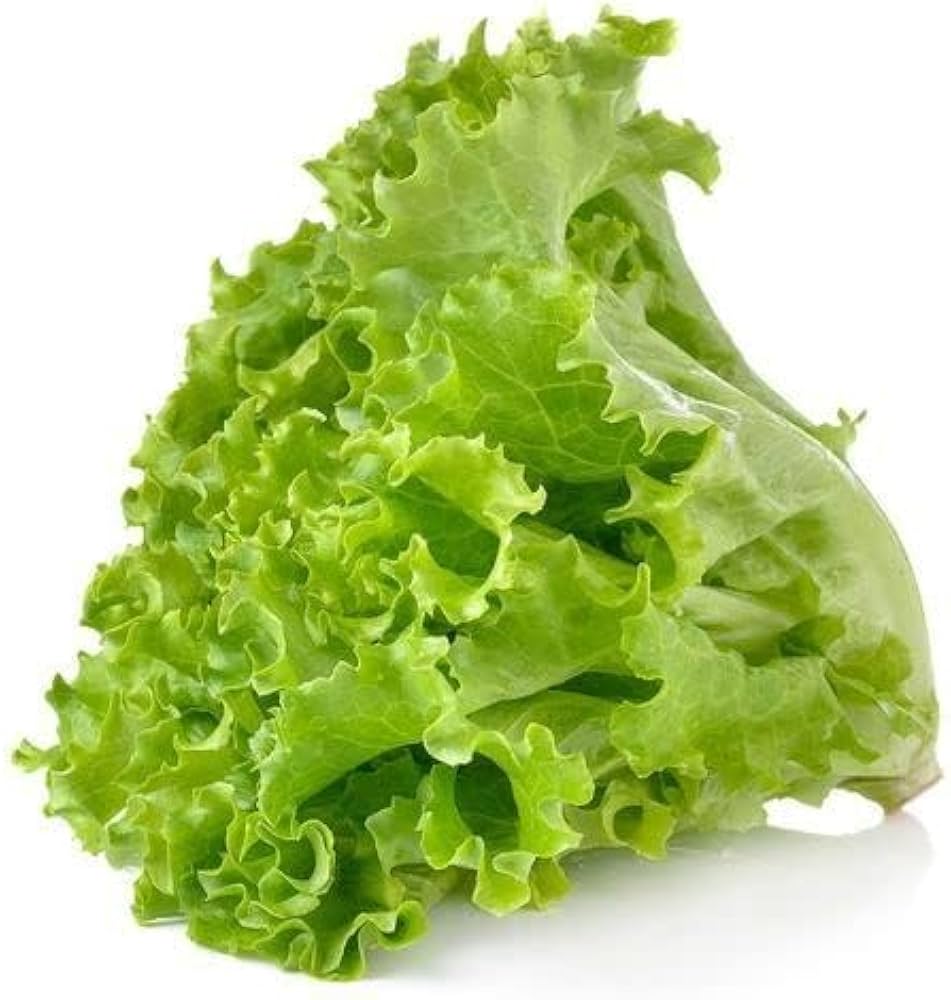 Calmar Lettuce Seeds | Crisp Green Iceberg-Type Lettuce – Heirloom, Non-GMO, High Germination Organic Garden Seeds