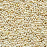 White Proso Millet Seeds for Planting - NON GMO Seeds Dhara Seeds