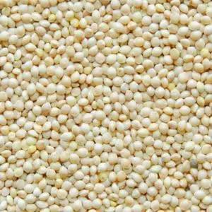 White Proso Millet Seeds for Planting - NON GMO Seeds Dhara Seeds