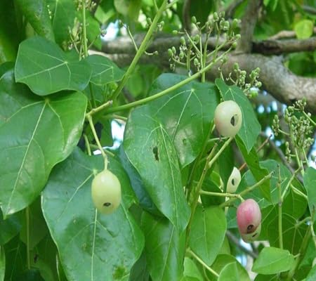 Lantern Tree - Heirloom, Non - Gmo Seeds