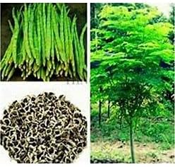 Organic Moringa Seeds