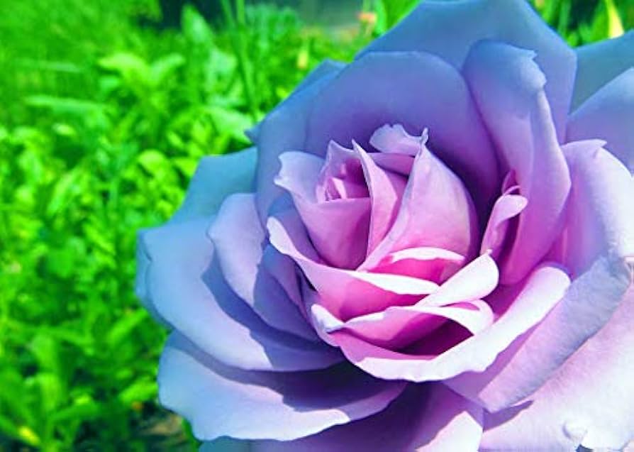 Rose Rosa Hybrida Rare Flower Seeds for Planting