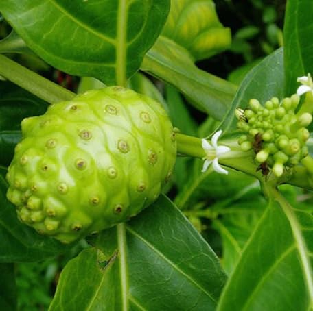 Green Noni Fruit - Heirloom, Non - Gmo Seeds