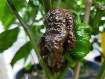 Chocolate Bubblegum Vegetable Seeds for Planting heirloom & Non-GMO Seeds