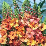 Organic Mixed Phoeniceum Flower Seeds for Planting – Heirloom, Non-GMO for planting in your garden.