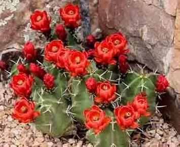 Claret Cup Hedgehog Cacti Seeds for Planting NON GMO Seeds Dhara Seeds