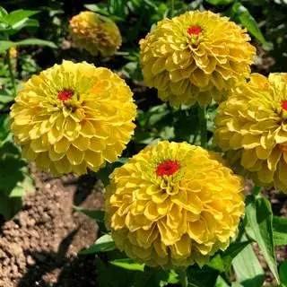 Yellow Red Zinnia Flower Seeds for Planting – Vibrant Blooms, Non-GMO, Heirloom Seeds, Beautiful Blooms Dhara Seeds