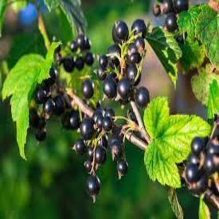 Blackcurrant Fruit Black - Heirloom, Non - Gmo Seeds