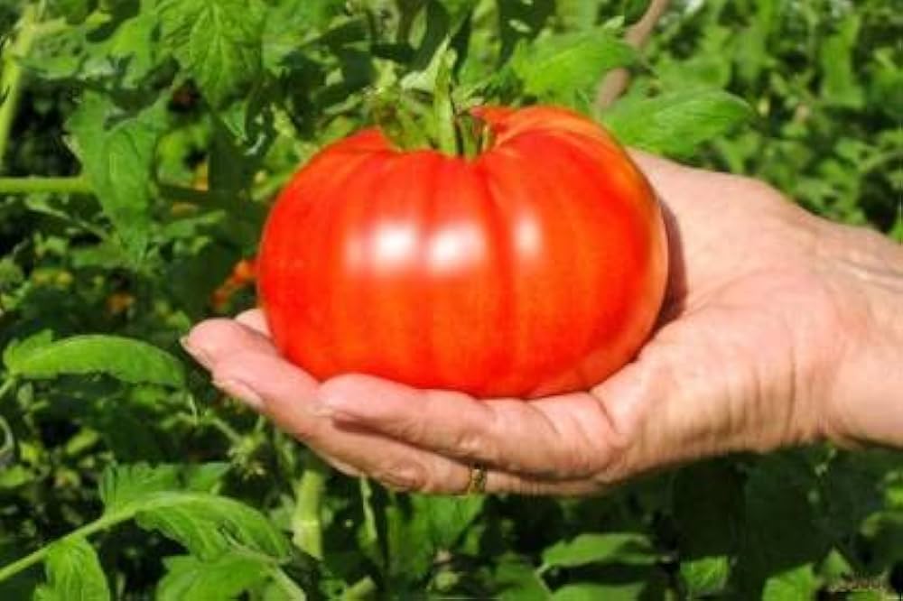 Heidi Organic Beefsteak Tomato Seeds - Awesome Paste Variety - Seeds for Delicious Homegrown Tomatoes
