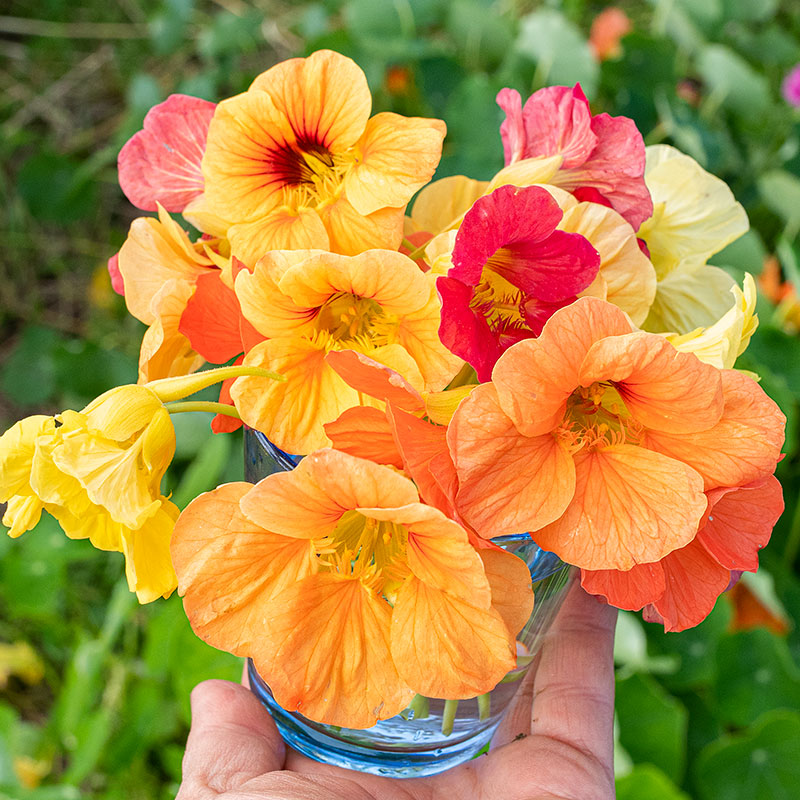 flowers high quality flower seeds for growing vibrant and colorful blooms in home gardens and landscapes organic flowers premium organic flower seeds for sustainable gardening and beautiful blossoms suitable for all climates