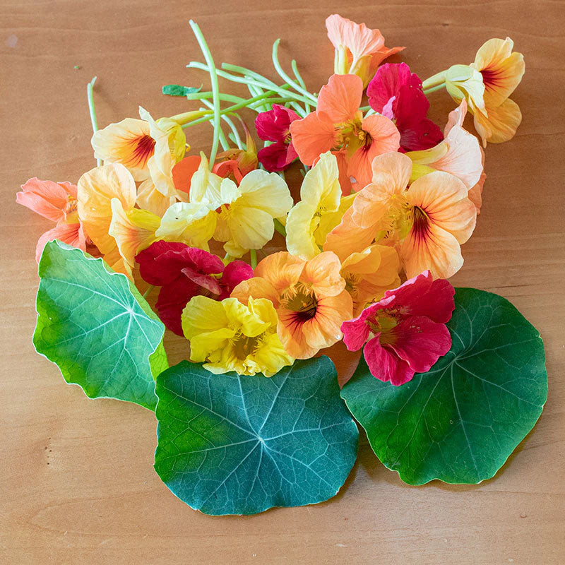 Nasturtium Caribbean Cocktail Seeds