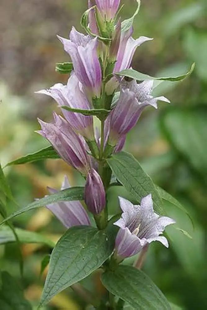 Lavender Gentiana Asclepiadea Seeds for Planting - NON GMO Seeds Dhara Seeds