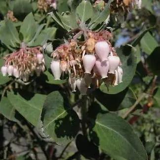 Whiteleaf Manzanita Plant Seeds for Garden Planting - NON GMO Seeds Dhara Seeds