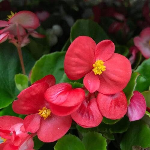 Red Begonia Flower