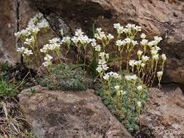 White Blush Saxifraga Flower Seeds for Planting, 100