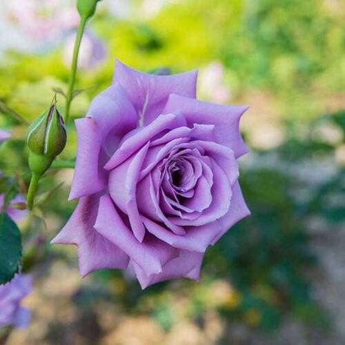 Purple Rose Flower