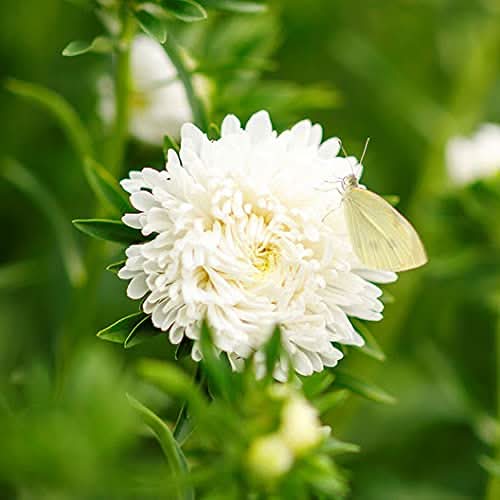 Duchess Paeony Aster Flower Seeds for Planting – Full Double Blooms for Garden Displays