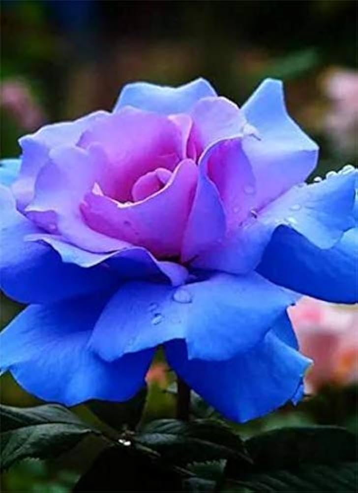 Rose Rosa Hybrida Rare Flower Seeds for Planting