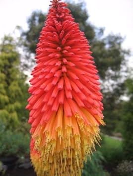Heirloom Non-GMO Red Yellow Kniphofia Flower Seeds for Planting – Vibrant Torch-Lily Blooming Seeds for planting in your garden.