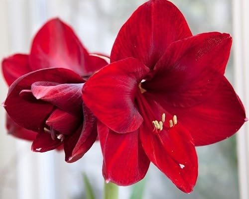 Red Amaryllis Flower - Heirloom, Non - Gmo Seeds