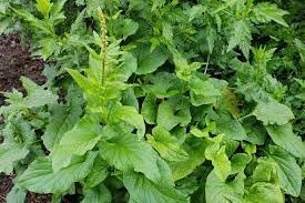 King Henry Plant Seeds for Planting - 100