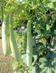 Cucuzzi Gourd Cucurbita pepo seeds for garden planting