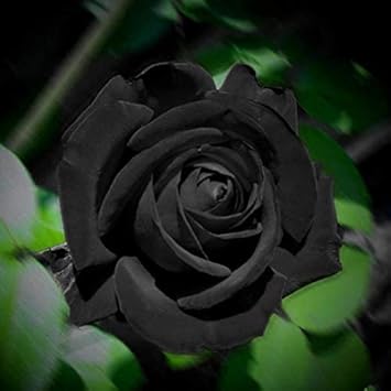 Miniature Rose Flower - Heirloom, Non - Gmo Seeds