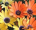 African Daisy Mix Seeds Seeds Colorful Blooms for Gardens