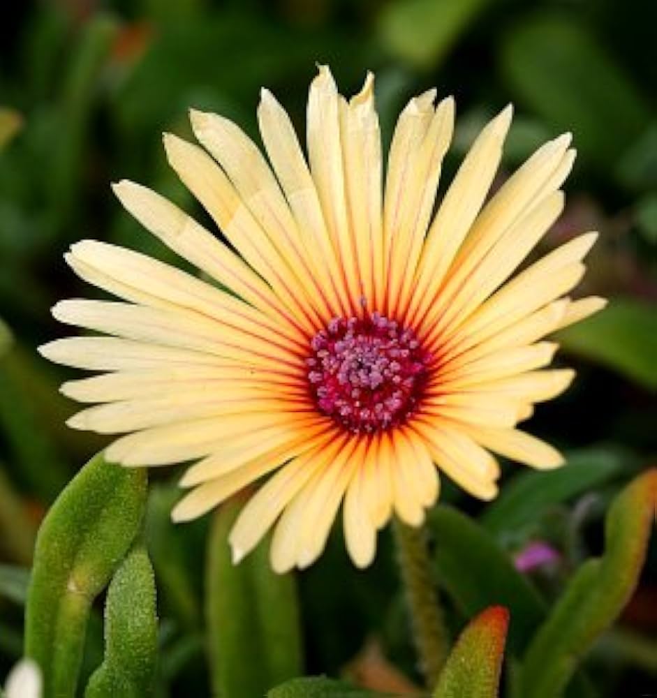 Burf-Yellow Flower Seeds for Home Garden Plants