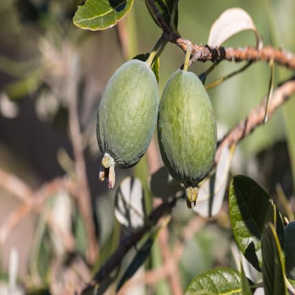 Green Feijoa Fruit - Heirloom, Non - Gmo Seeds