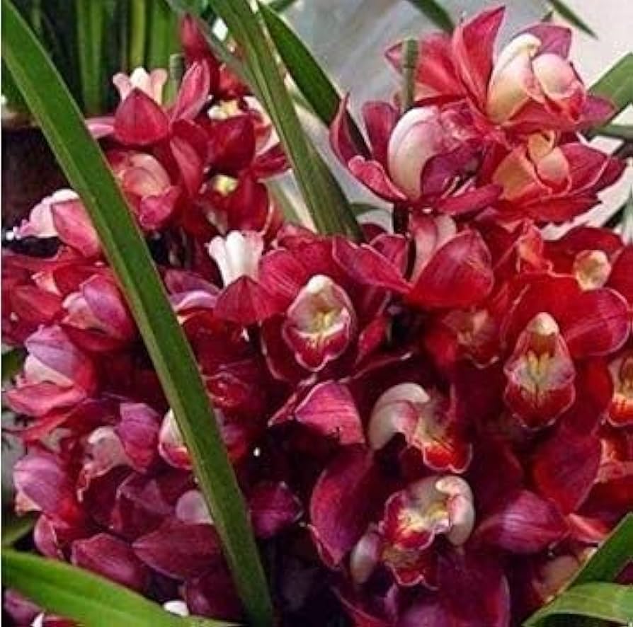 Rare Cymbidium Orchid Cymbidium Seeds for Planting - Ideal for Flower Bed & Urban Garden