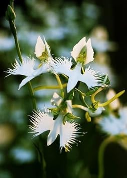 Heron Orchid Flower Seeds for Planting - 100