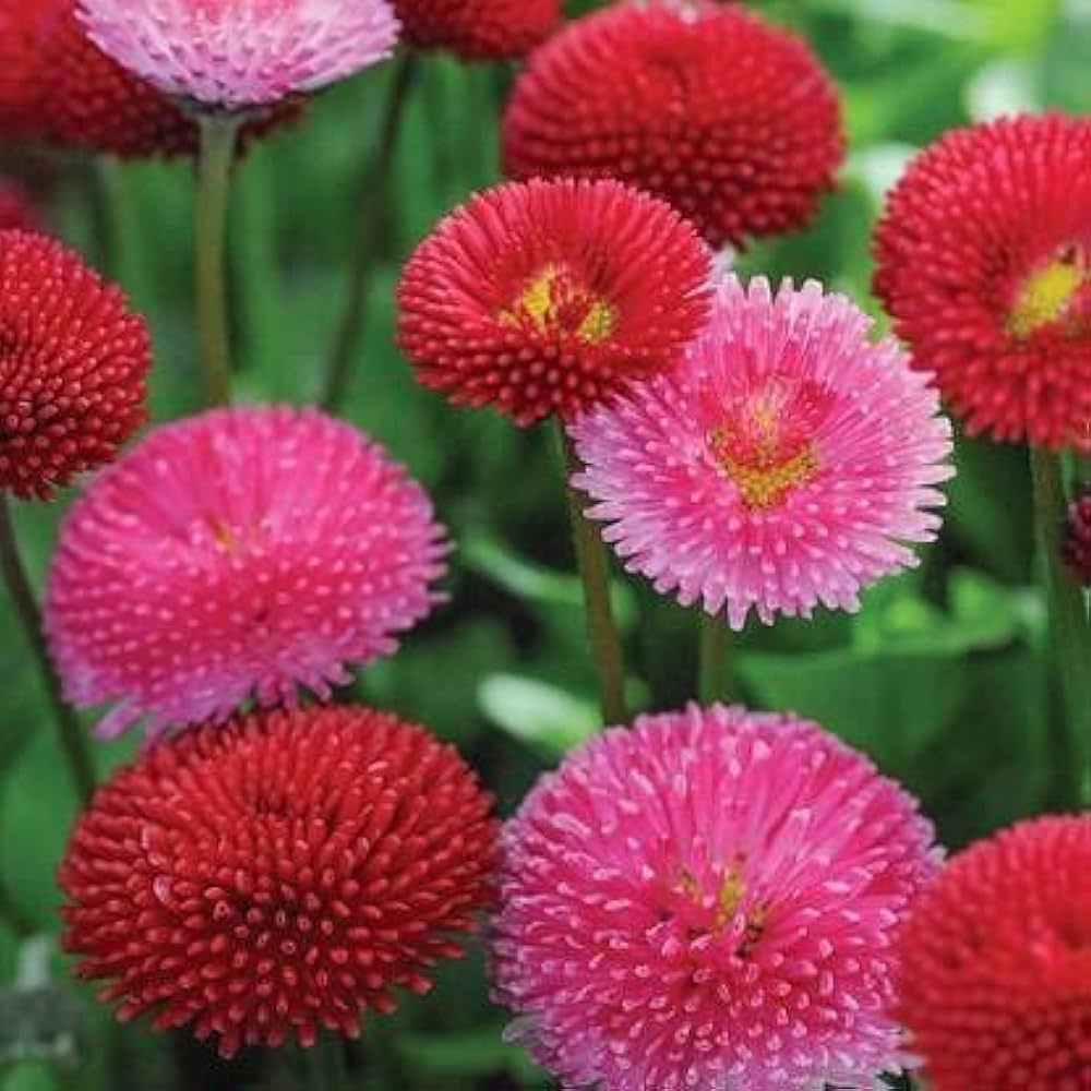 Bellis Perennis & Chrysanthemum Daisy Seeds for Garden and Outdoor Planting