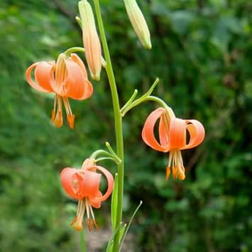Organic Lilium Martagon Plant Seeds for Planting – Heirloom, Non-GMO seeds for planting in home garden