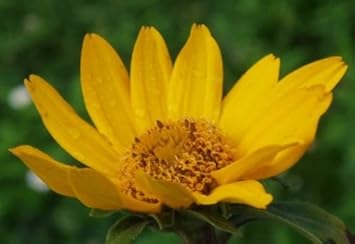 Yellow Heliopsis Flower Seeds for Planting, 100 pcs for planting in your garden.