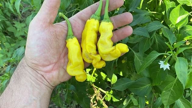 Peter Pepper Vegetable Seeds for Planting