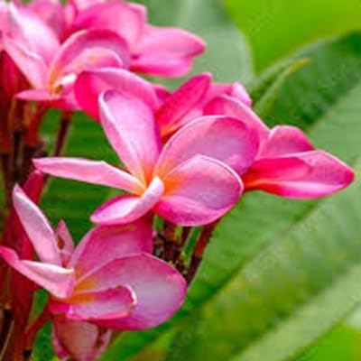 Plumeria Flower - Heirloom, Non - Gmo Seeds