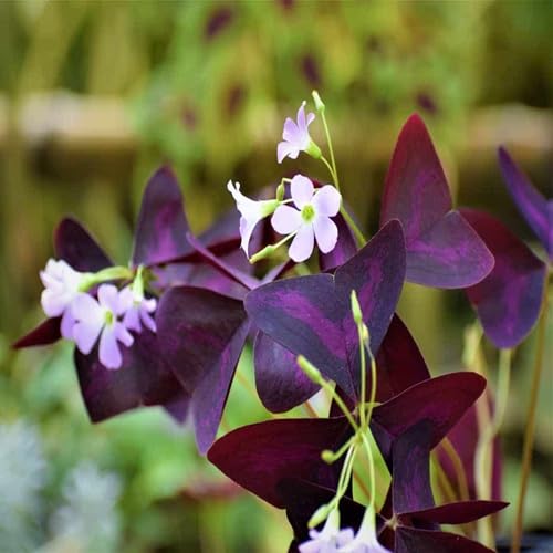 Purple Oxalis - Heirloom, Non - Gmo Seeds