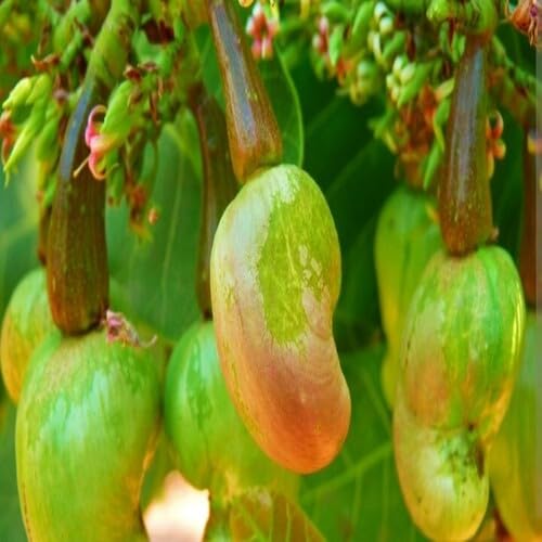 Cashew Tree Green - Heirloom, Non - Gmo Seeds