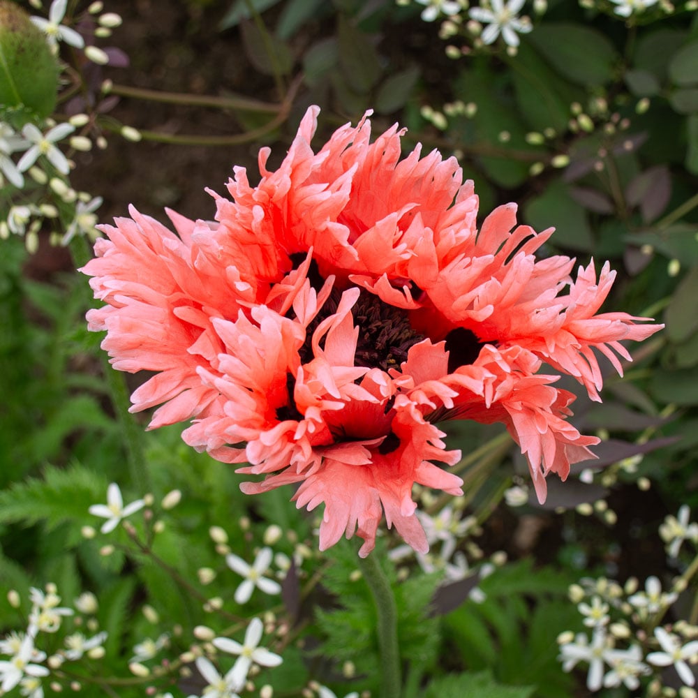 Papaver orientale Roots - Forncett Summer