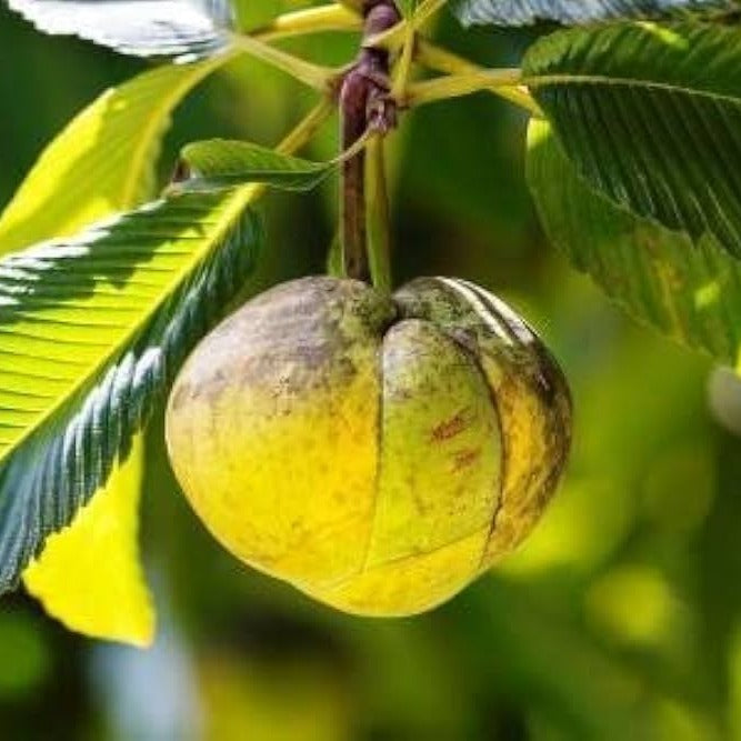 Elephant Apple (Dillenia indica)