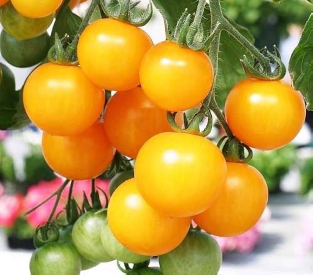 Heirloom Tomato Seeds Solanum lycopersicum for Planting in Vegetable Patch and Balcony Garden