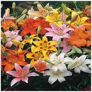 E Lily Flower Heirloom Non Gmo Image