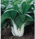 Green Pak Choi Brassica rapa seeds for garden planting