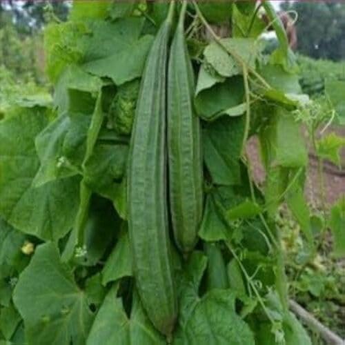 Green Ridge Gourd