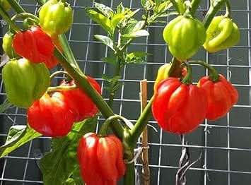 Breath Chili Capsicum annuum seeds for garden planting