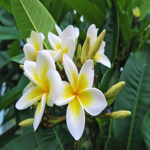 Yellow White Plumeria Flower - Heirloom, Non - Gmo Seeds
