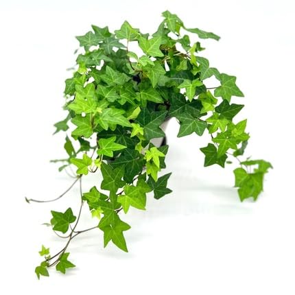 Ivy - Heirloom, Non - Gmo Seeds