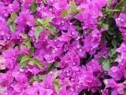 Bougainvillea Spectabilis Flower Seeds for Planting - Heirloom and Non-GMO Garden Seeds Dhara Seeds